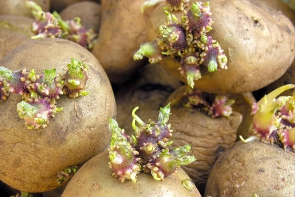 5 thuc pham hai suc khoe nha nao cung co