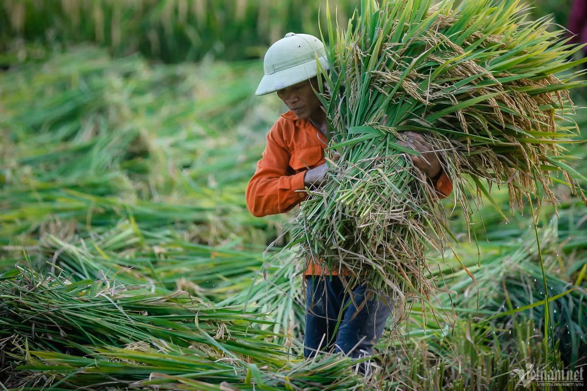 The gioi them tin xau ve gao, Viet Nam con bao nhieu de xuat khau?-Hinh-2