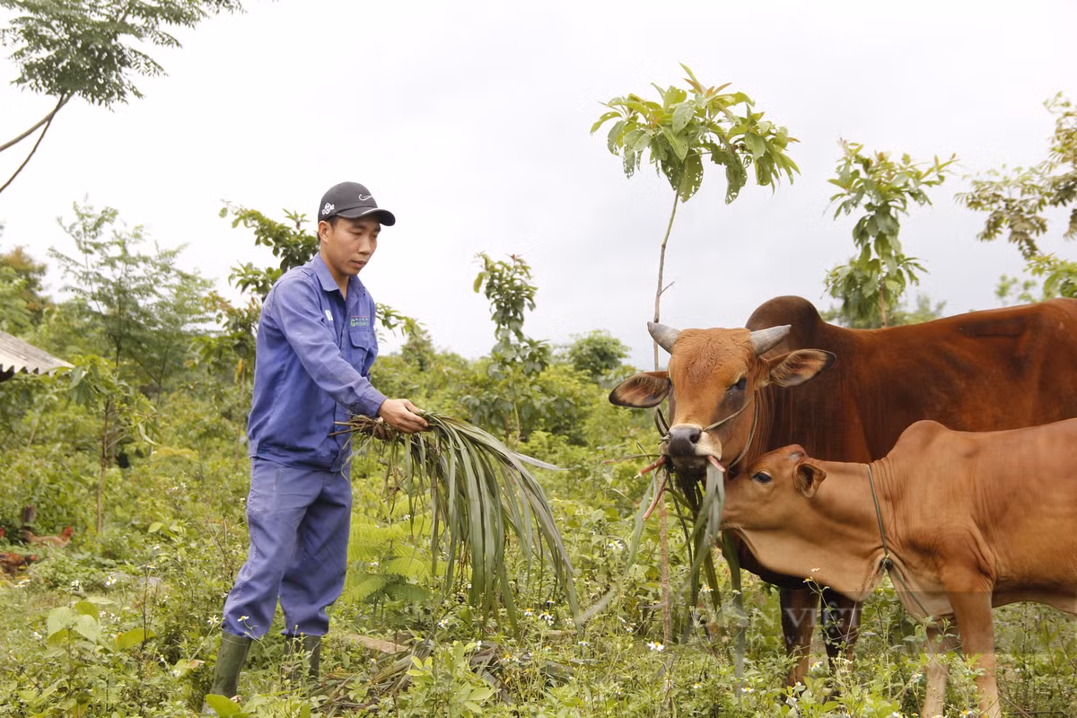 9X Quang Tri cat bang cu nhan, bo pho ve nuoi bo, nuoi vit