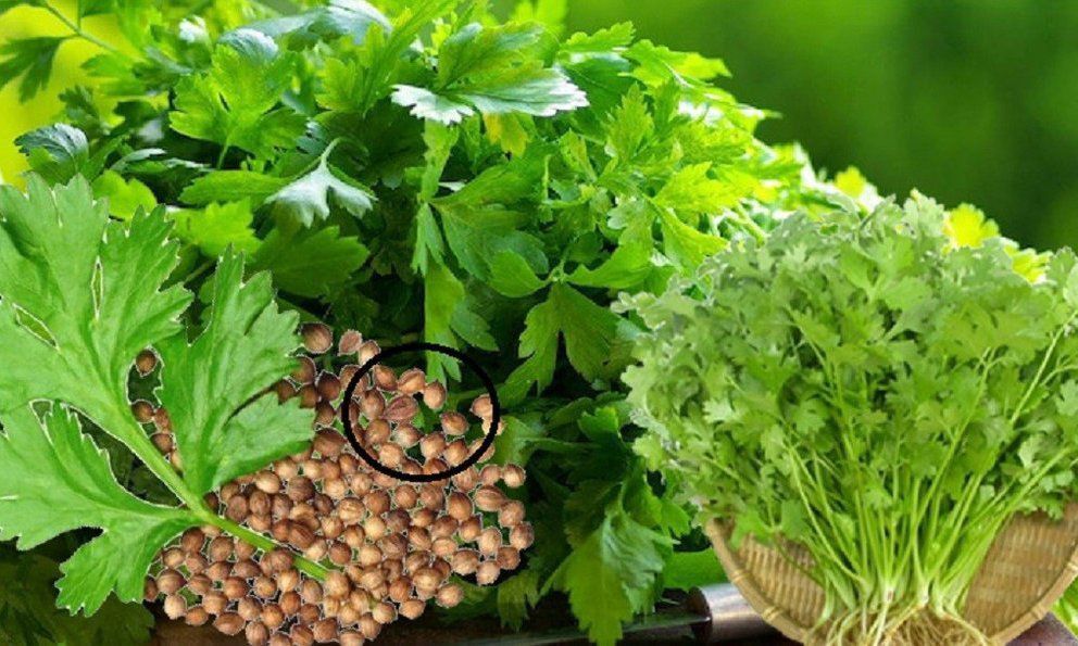 Loại rau thơm mọc tốt như cỏ dại không ngờ toàn thân là kho báu Loai rau thom moc tot nhu co dai khong ngo toan than la kho bau