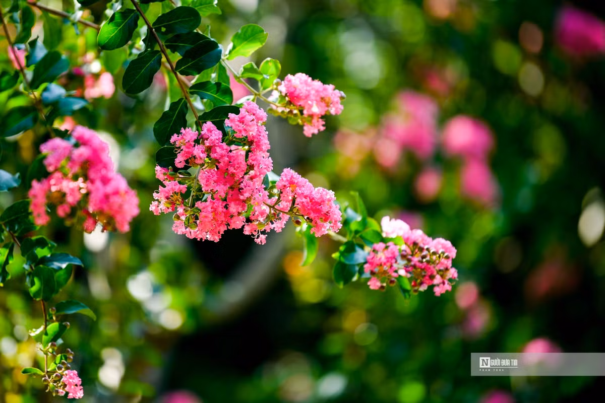 Nguoi dan thich thu check-in trong mua tuong vi no ro-Hinh-9