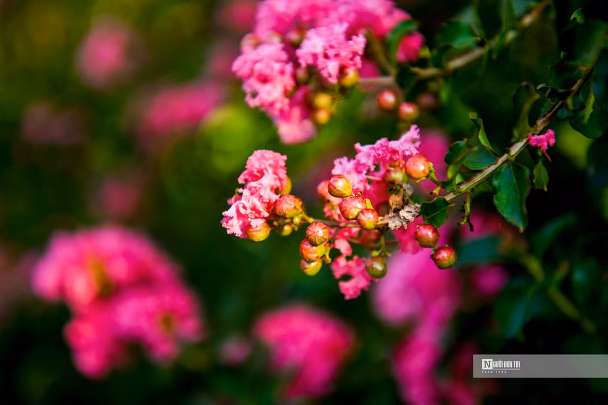 Nguoi dan thich thu check-in trong mua tuong vi no ro-Hinh-2