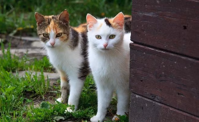 Mèo cái và Mèo đực. Nếu Mèo đực và Mèo cái ở cùng nhau thì đó là cặp con giáp sẽ cùng nhau tiến bộ sau khi trưởng thành về tư duy, cả hai đều rất coi trọng tình yêu, cả hai đều là những người ấm áp, hai người có tính cách giống nhau và quý trọng nhau.