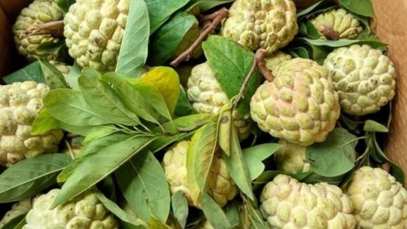 Na vào mùa, mẹo chọn ngon ngọt, nhiều cùi, ít hạt Na vao mua, meo chon ngon ngot, nhieu cui, it hat