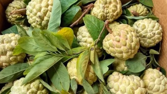 Na vào mùa, mẹo chọn ngon ngọt, nhiều cùi, ít hạt Na vao mua, meo chon ngon ngot, nhieu cui, it hat