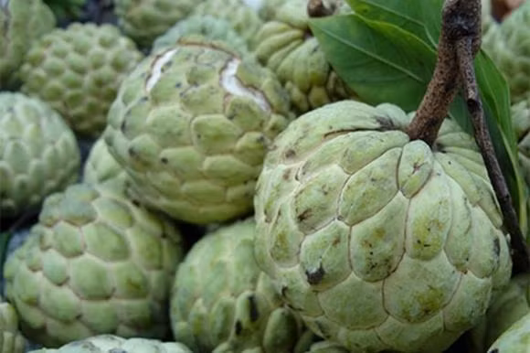 Na vao mua, meo chon ngon ngot, nhieu cui, it hat-Hinh-3