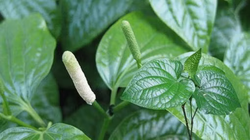 Loai la hang nong, it ai biet cong dung chua benh cuc lon