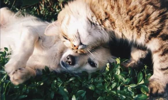 Họ là một cặp trời sinh, cuộc sống gia đình đầm ấm và hòa thuận, tuổi Mão rất nhạy bén trong sự nghiệp, có óc phán đoán mạnh mẽ, “Anh hùng xạ điêu” như vậy khó có thể không giàu có, bạn càng lớn tuổi, bạn càng trở nên giàu có. 