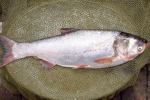 Vao thang co hon, co 5 mon du them den may cung tuyet doi khong an-Hinh-4