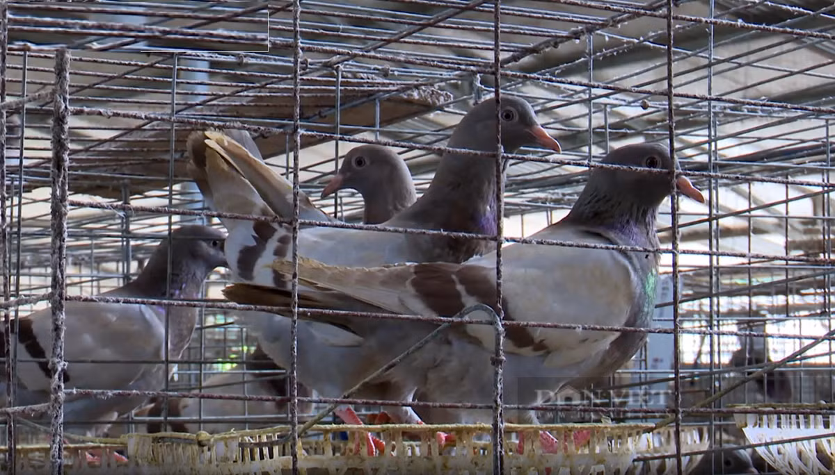 Nuoi loai chim xinh xan, mot hop tac xa o Phu Tho lai 3 ty dong/nam-Hinh-3