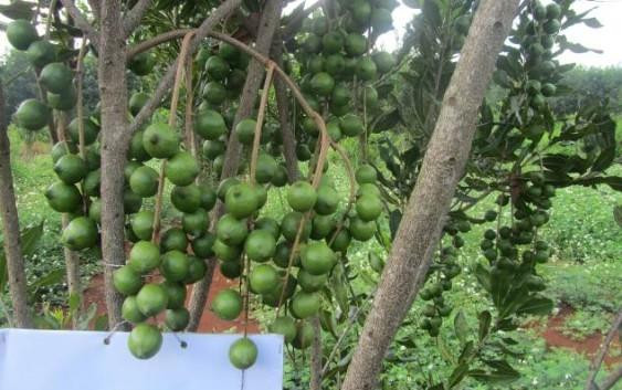 Một lần kết duyên ‘nữ hoàng’ 50 năm thu lợi, nhà giàu Dubai hỏi thăm ảnh 4 Một lần kết duyên ‘nữ hoàng’ 50 năm thu lợi, nhà giàu Dubai hỏi thăm ảnh 4