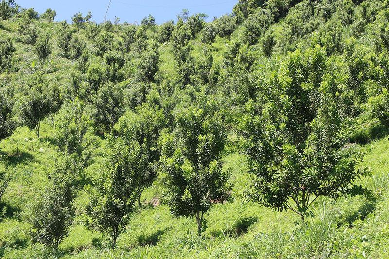 Một lần kết duyên ‘nữ hoàng’ 50 năm thu lợi, nhà giàu Dubai hỏi thăm Mot lan ket duyen ‘nu hoang’ 50 nam thu loi, nha giau Dubai hoi tham