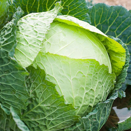 Bắp cải. Bắp cải là loại rau giàu lutein, beta-carotene, vitamin C, folate, khoáng chất, chất xơ, rất tốt cho hệ tiêu hóa. Tích cực tham gia vào quá trình trao đổi chất, giúp tiêu hao nhiều năng lượng , đông thời chất xơ trong bắp cải giúp hạn chế táo bón, đào thải mỡ thừa, hấp thụ chất béo tích tụ.