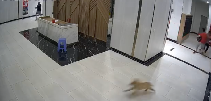 UBND TP HCM chi dao khan vu khong ro mom cho con danh nguoi-Hinh-2