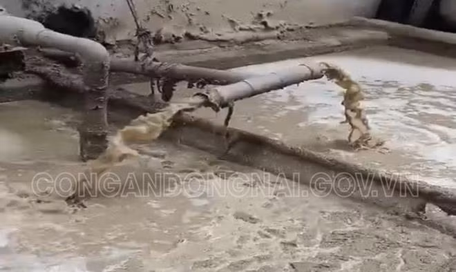 Bat qua tang cong ty giay xa nuoc thai, khi thai trai phep