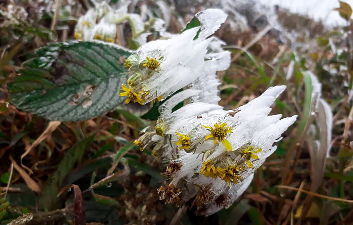 Băng tuyết thường xuất hiện vào sáng sớm, đến gần trưa băng tuyết tan dần chỉ đọng lại chút ít trên cành lá. "Hiện tại thời tiết ở Bình Liêu ấm lên một chút, nhưng trời vẫn rét buốt, đặc biệt vào chiều tối, đêm và sáng sớm", chị Lành nói.