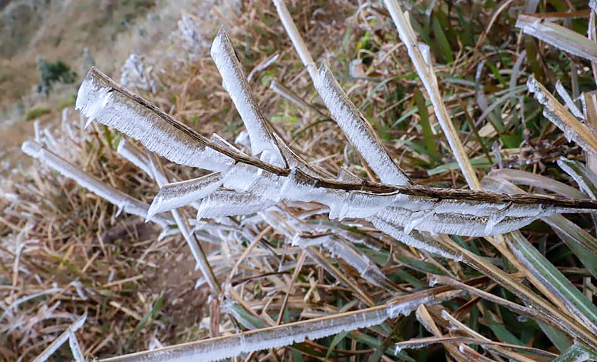 Nhiệt độ giảm xuống dưới 0 độ C cùng gió thổi mạnh kèm với hơi nước đọng lại trên lá tạo thành lớp băng tuyết phủ trắng cả đường đồi cỏ lau.