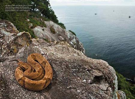 Nọc độc loài rắn hổ lục đầu vàng có khả năng làm tan xác thịt con người.