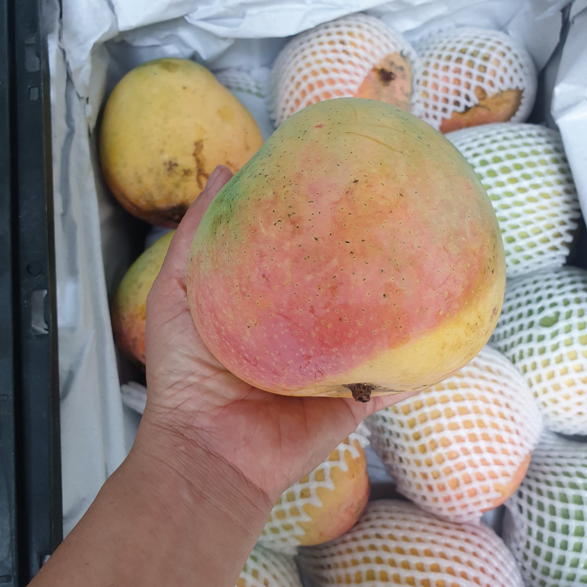 Hai so phan cua xoai: Nam e rung day vuon, Bac dat hang gia cao-Hinh-2