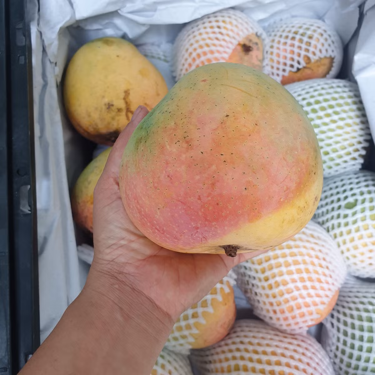 Hai so phan cua xoai: Nam e rung day vuon, Bac dat hang gia cao-Hinh-2