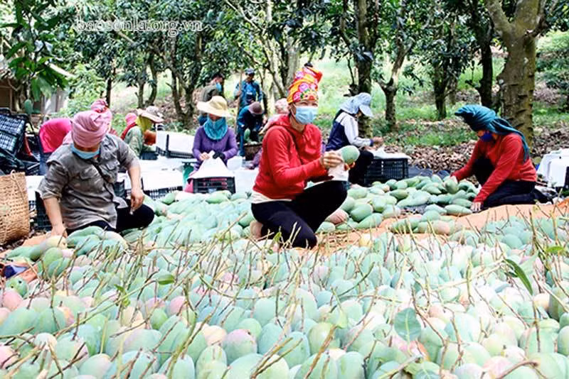 Hai so phan cua xoai: Nam e rung day vuon, Bac dat hang gia cao-Hinh-3