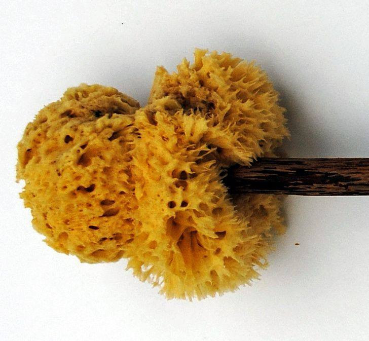  6. Tersorium: Nếu những loại vật liệu trên quá cứng và dễ khiến người dùng bị đau, thì tersorium của người La Mã có vẻ dễ chịu hơn. Tersorium là một dụng cụ vệ sinh được tạo ra bằng cách gắn bọt biển lên trên một chiếc que. Dù không có tài liệu nào ghi chép cụ thể về cách sử dụng, nhưng nhiều người cho rằng có khả năng tersorium là chổi vệ sinh chứ không phải "giấy vê sinh".