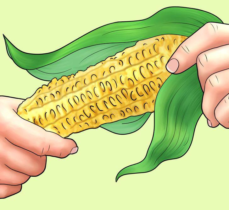 br/> Ngày nay, giấy vệ sinh là vật dụng phổ biến trên khắp thế giới. Nó quan trọng đến nỗi ở những thời điểm khẩn cấp, người ta phải chen lấn để mua về tích trữ còn nhiều hơn cả thực phẩm. Tuy nhiên, lịch sử của giấy vệ sinh mới chỉ bắt đầu vào thế kỷ 14. Vậy trước đó loài người giải quyết vấn đề vệ sinh cá nhân bằng cách nào khi không có giấy? Vào những năm 1700, người Mỹ bản địa thường sử dụng lõi ngô khô làm ‘giấy vệ sinh’. Đây là loại vật liệu khá dồi dào, phong phú và mềm mai, dễ thấm hút. Dù người dùng có thể hơi đau rát một chút, nhưng nó vẫn được đánh giá là an toàn, thoải mái hơn nhiều loại vật liệu khác.