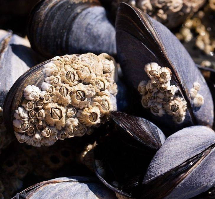  7. Vỏ trai: Người dân ở vùng đảo và ven biển thường tận dụng luôn tài nguyên thiên nhiên làm vật liệu thay thế "giấy vệ sinh", bất chấp việc chúng có nhiều cạnh sắc. Nếu không có vỏ trai, người ta sẽ thay thế bằng vỏ dừa.