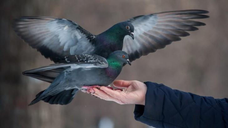 Nhung lenh cam ky quac tren the gioi khong phai ai cung biet-Hinh-9