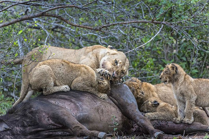Trong khi các con khác ăn trong yên lặng thì sư tử mẹ lại gầm gừ, thậm chí dùng chân trước nhồi đầu con trai của mình. 