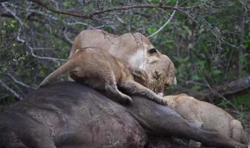 Theo tiết lộ của Wessels, sư tử mẹ vừa săn được con trâu rừng khá lớn. Tuy nhiên, nó lại nổi giận với sư tử đực con vì thói ham của con mình.