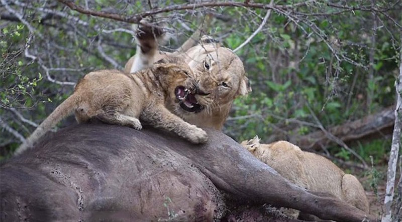 Sư tử đực con cũng chẳng chịu kém cạnh, dù bị mẹ đánh mắng nhưng chú vẫn không hề sợ khi gầm gừ lại mẹ.