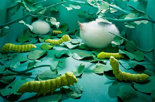 Bộ ảnh này được thực hiện bởi Jee Young Lee, một nghệ sĩ sáng tạo kiêm nhiếp ảnh gia người Hàn Quốc đang trong độ tuổi 30.