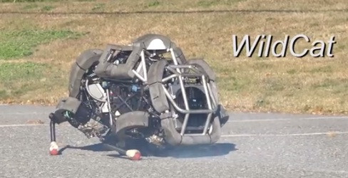 Wildcat là một robot mèo khổng lồ, với 4 chân to lớn nhưng lại rất nhanh nhẹn. Con robot này có thể đạt được vận tốc tối đa 25km/h khi chạy.