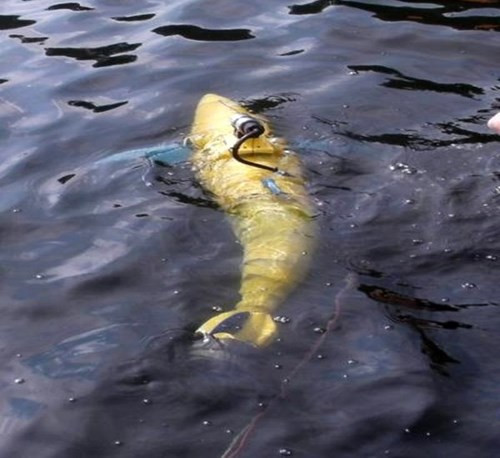 BIOSwimmer là dạng robot được tạo ra bởi chính phủ Mĩ để kiểm tra tàu thuyền. Robot có hình dạng cá ngừ này có thể "bơi" trong đại dương, luồn lách vào những không gian lớn.