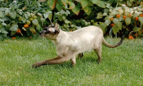 Hệ thống mã hóa wi-fi hotspot của người dùng đa phần đều có bảo mật kém.