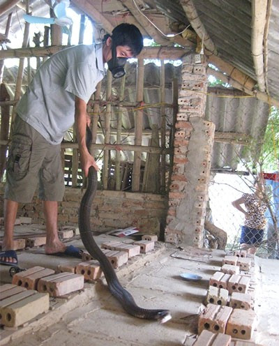 Ky la ty phu mien son cuoc cung ran nhu con