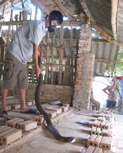 Ky la ty phu mien son cuoc cung ran nhu con