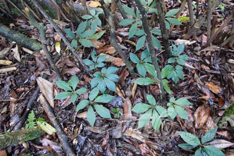 Kinh ngac chuyen dong bao Xe Dang bao ve 