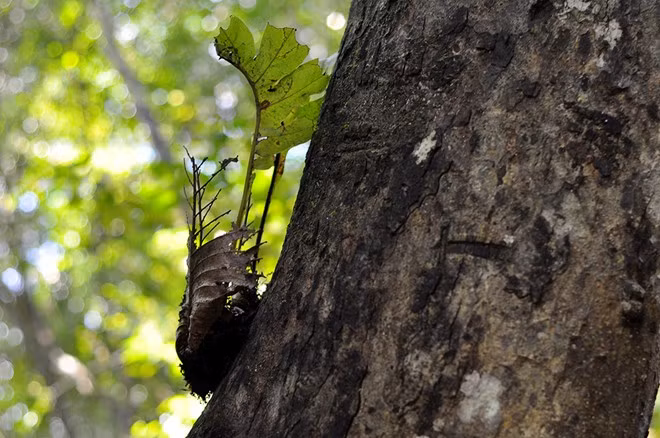 Cay co thu quy xanh tuoi suot 7 the ky o rung Cat Tien-Hinh-7