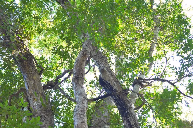 Cay co thu quy xanh tuoi suot 7 the ky o rung Cat Tien-Hinh-9