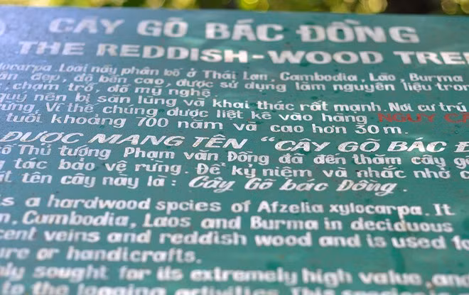 Cay co thu quy xanh tuoi suot 7 the ky o rung Cat Tien-Hinh-3