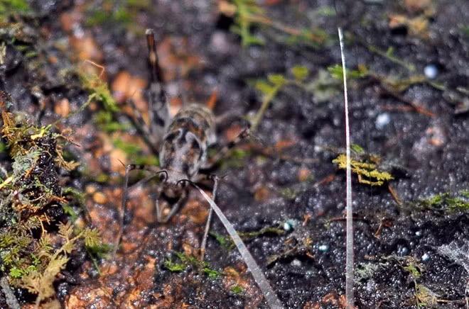 Cay co thu quy xanh tuoi suot 7 the ky o rung Cat Tien-Hinh-8