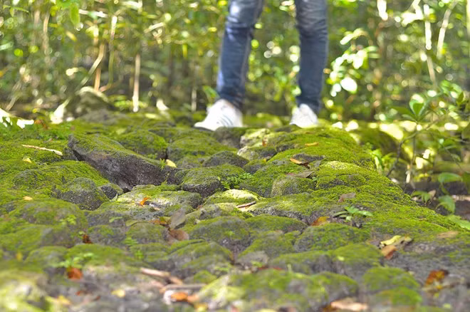 Cay co thu quy xanh tuoi suot 7 the ky o rung Cat Tien-Hinh-6