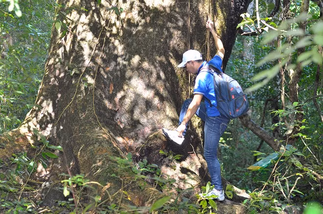 Cay co thu quy xanh tuoi suot 7 the ky o rung Cat Tien