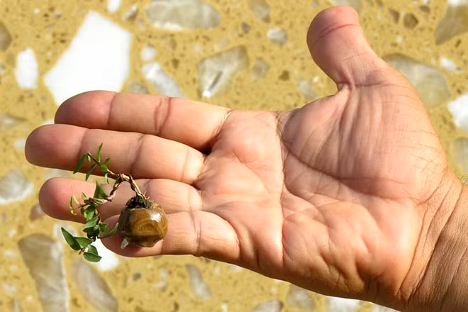 Vuon cay kieng mini cao 3 cm gia nghin do o Sai Gon