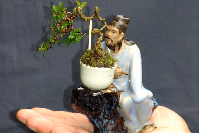 Vuon cay kieng mini cao 3 cm gia nghin do o Sai Gon-Hinh-2