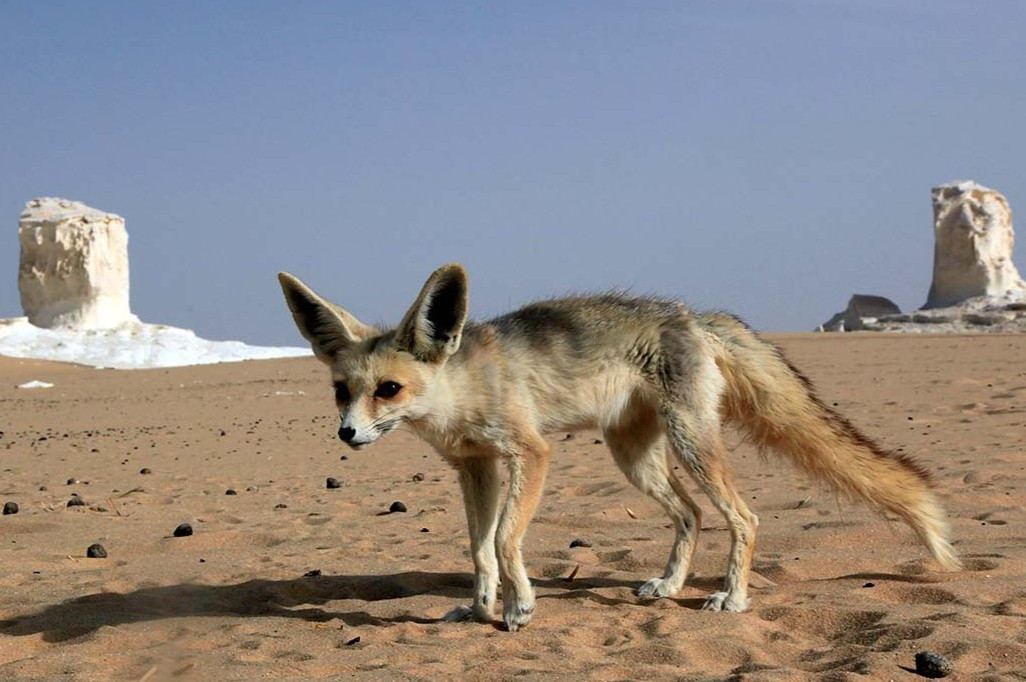 Những con cáo sa mạc vẫn hay xuất hiện ở đây. Du khách không cần quá lo lắng vì chúng khá vô hại với con người.