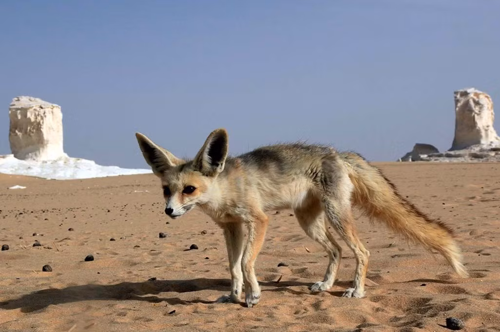 Những con cáo sa mạc vẫn hay xuất hiện ở đây. Du khách không cần quá lo lắng vì chúng khá vô hại với con người.