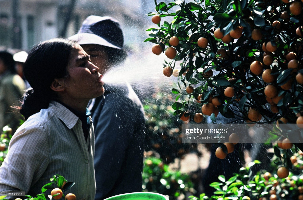 Theo quan niệm xưa, quất được bày nhiều vào ngày Tết vì có phát âm gần giống từ "cát" trong "cát tường". Những người bày quất trong nhà mong muốn tài lộc, ấm no. Ảnh: Jean-Claude LABBE.